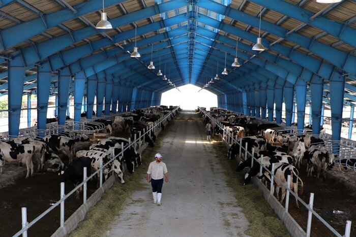 از زندگی عشایری تا بازار جهانی؛ رقص زندگی در دل مغان