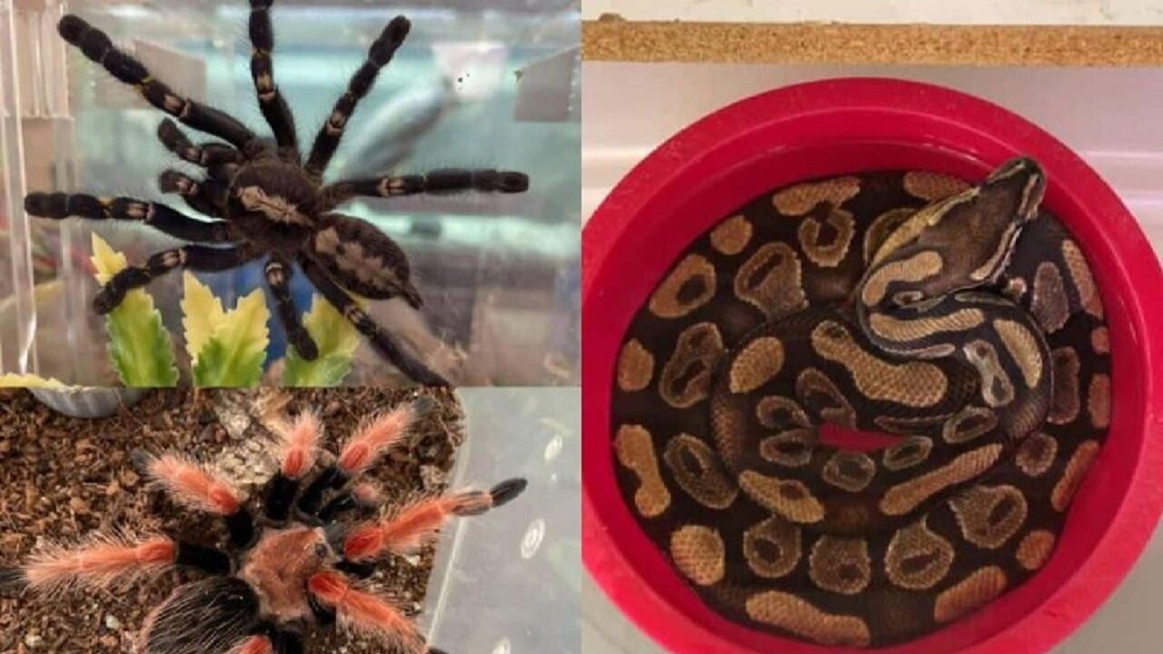 از بازگشت ۶ حلقه چاه به مدار تا افزایش ۵۸ درصدی کشف سلاح غیرمجاز