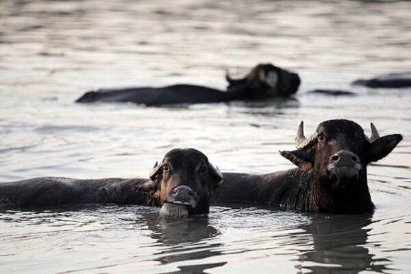 خوزستان رتبه اول پرورش گاومیش در کشور را دارد