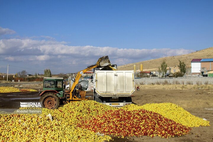 ۳۲ مرکز در آذربایجان‌غربی آماده خرید سیب صنعتی شد