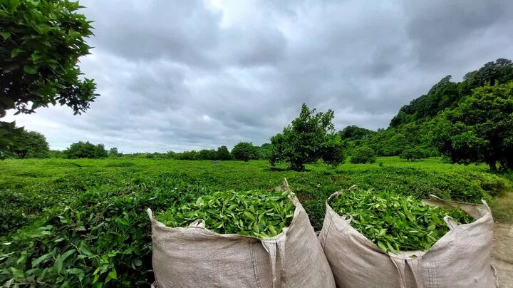 ۷۱ درصد مطالبات چایکاران پرداخت شد
