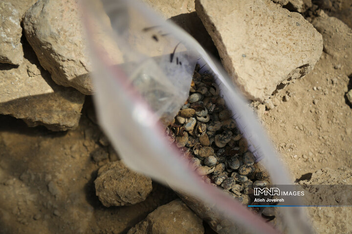 آخرین کشفیات کاوش‌های کمرزرین