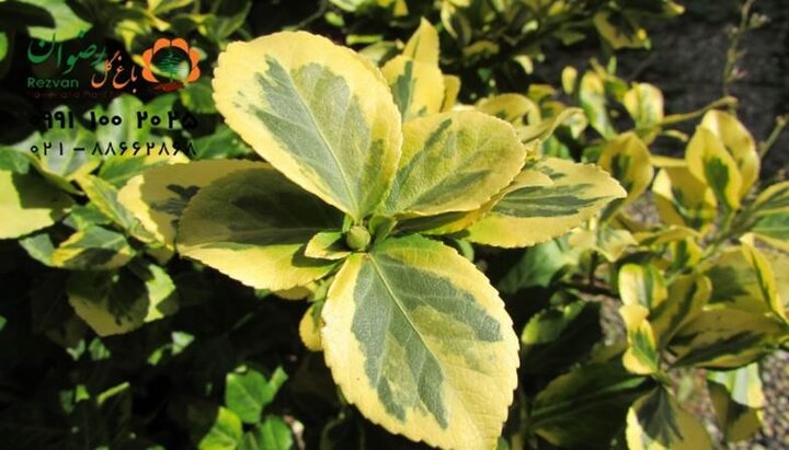 ریزش برگ شلفرا (علت و درمان)