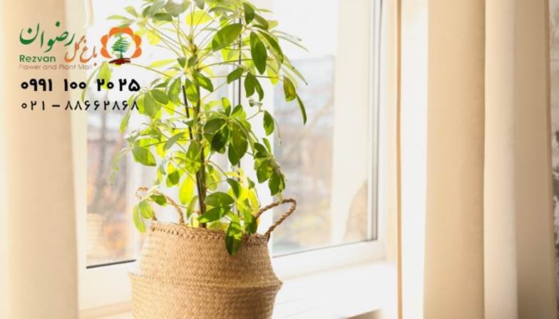 ریزش برگ شلفرا