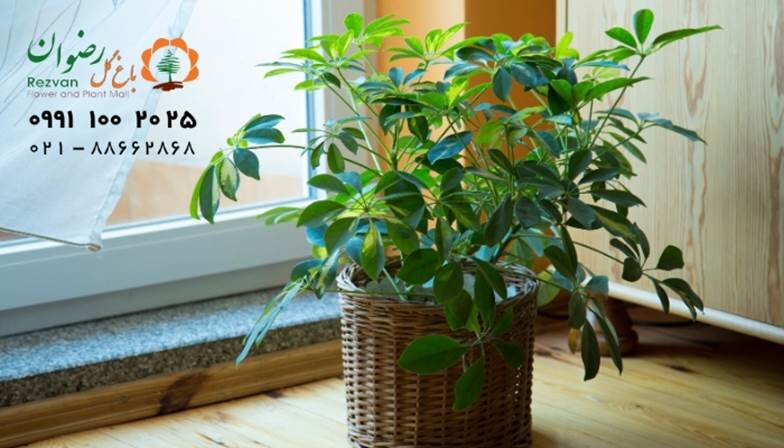 ریزش برگ شلفرا