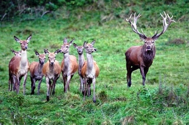 آغاز فصل گاوبانگی؛ رقص طبیعت با آهنگ بقا