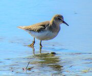 ورود نخستین گروه از پرندگان مهاجر زمستان‌گذران به تالاب بین‌المللی گندمان