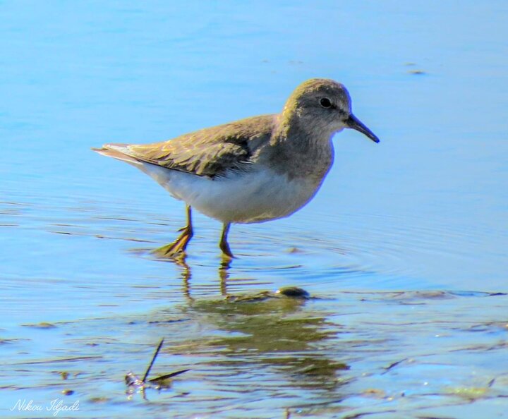 ورود نخستین گروه از پرندگان مهاجر زمستان‌گذران به تالاب بین‌المللی گندمان