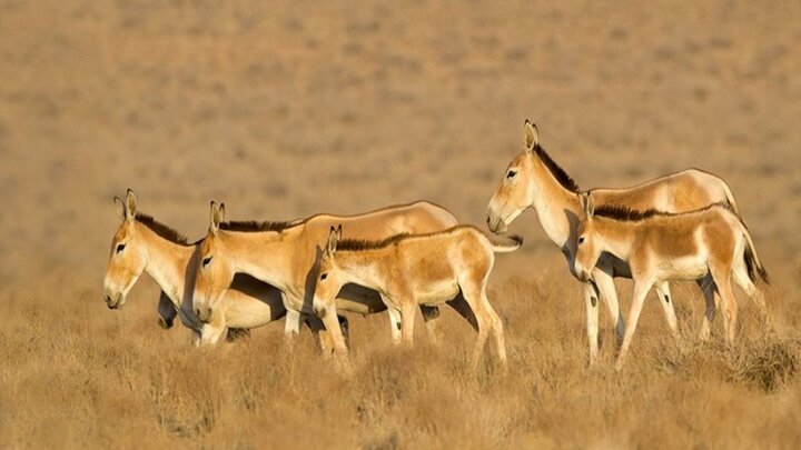 ۳ ماه تلاش بی‌وقفه؛ نجات گور ایرانی در دل خشکسالی