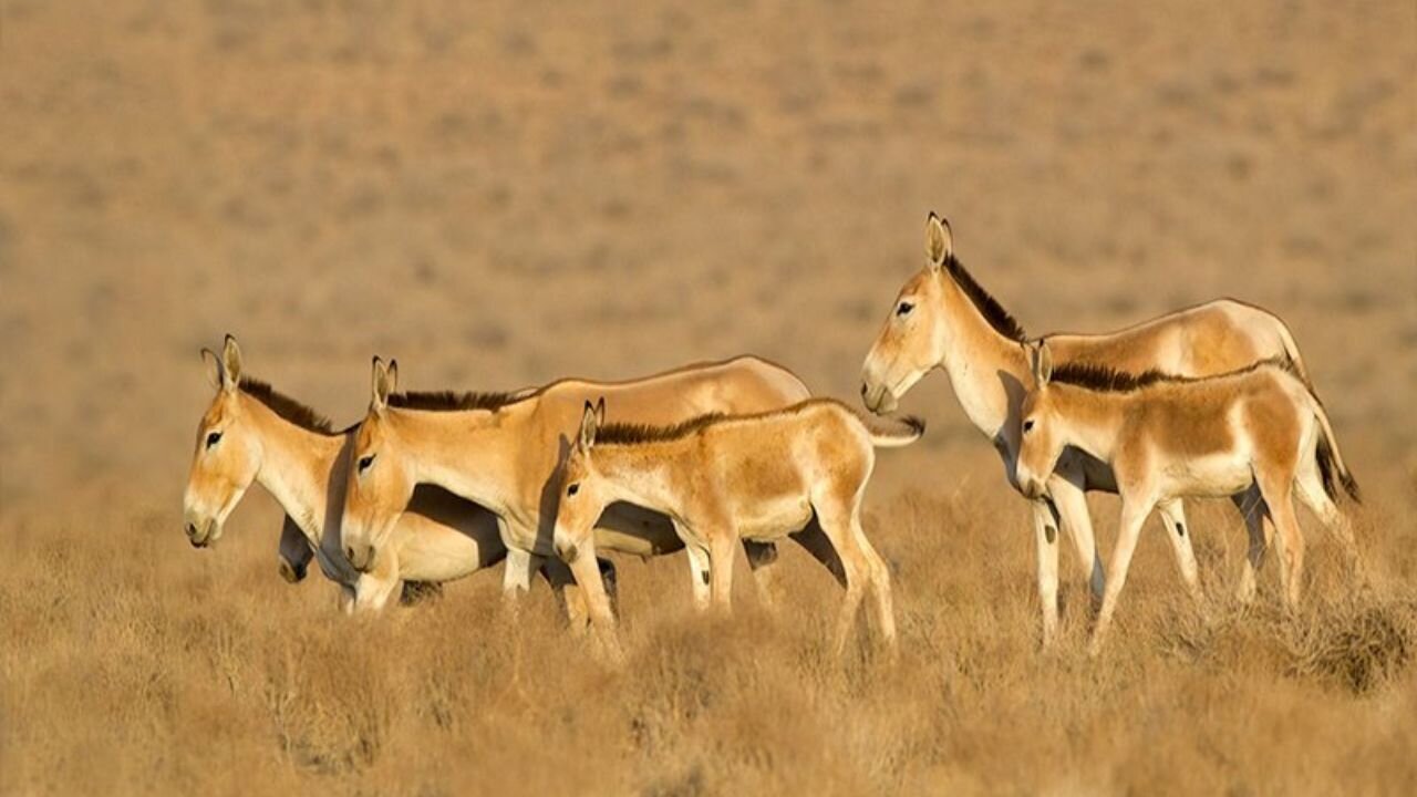 سایه انقراض بر سر حیات‌وحش ایران