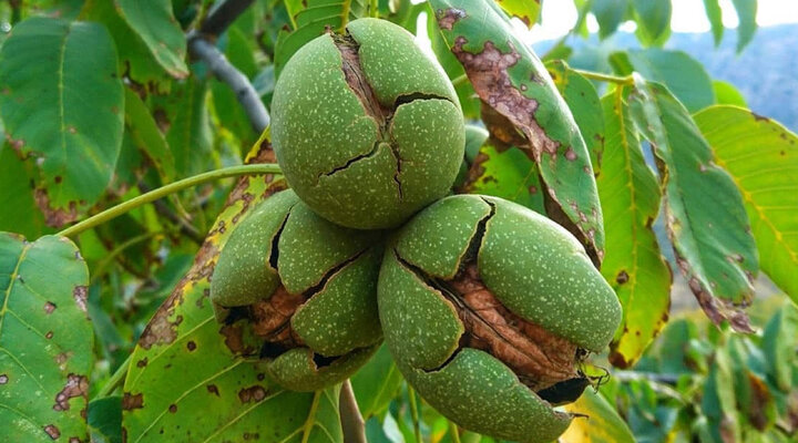 تویسرکان، شهر جهانی گردوست