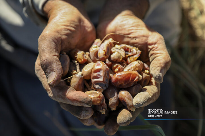 خرمای غزاویه؛ طلای شیرین نخلستان‌های کارون