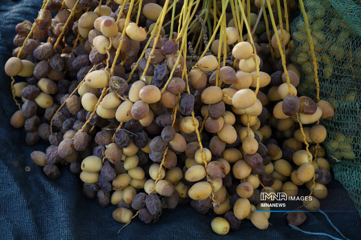 خرمای غزاویه؛ طلای شیرین نخلستان‌های کارون