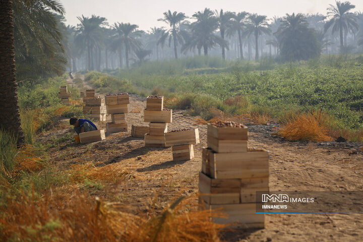 خرمای غزاویه؛ طلای شیرین نخلستان‌های کارون