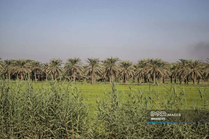 خرمای غزاویه؛ طلای شیرین نخلستان‌های کارون