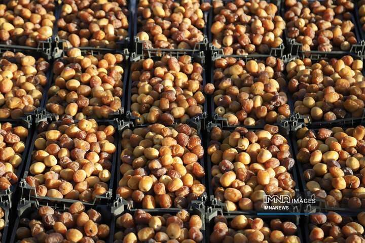 خرمای غزاویه؛ طلای شیرین نخلستان‌های کارون