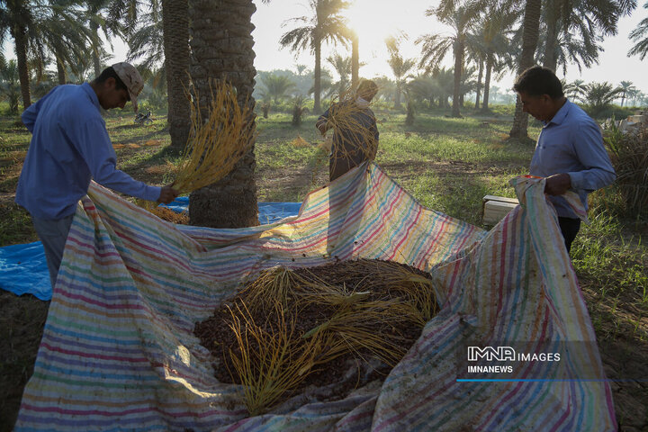 خرمای غزاویه؛ طلای شیرین نخلستان‌های کارون