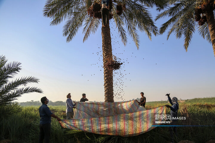 خرمای غزاویه؛ طلای شیرین نخلستان‌های کارون