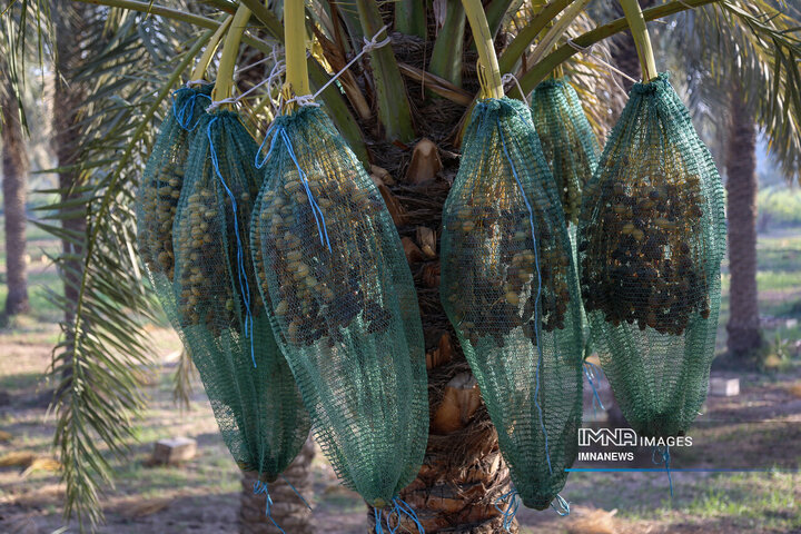 خرمای غزاویه؛ طلای شیرین نخلستان‌های کارون