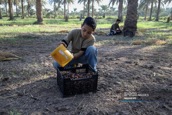 خرمای غزاویه؛ طلای شیرین نخلستان‌های کارون