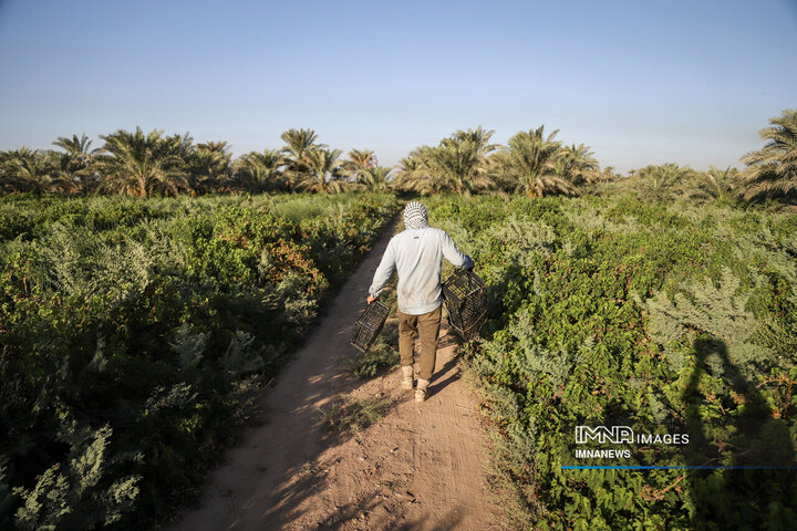 خرمای غزاویه؛ طلای شیرین نخلستان‌های کارون