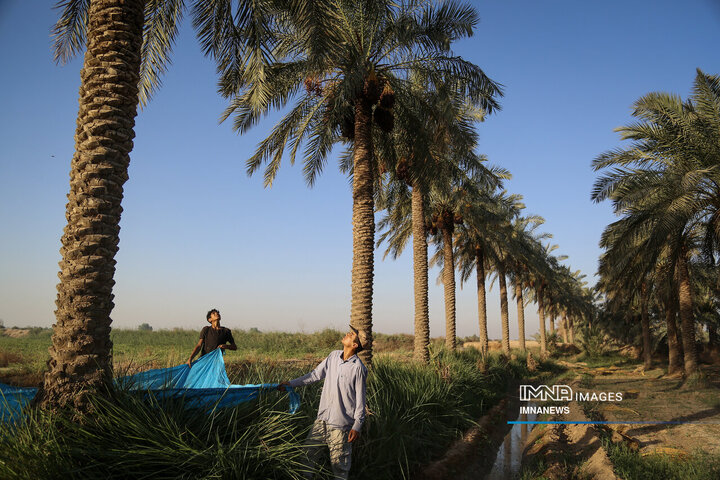 خرمای غزاویه؛ طلای شیرین نخلستان‌های کارون