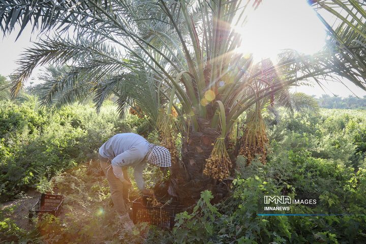 خرمای غزاویه؛ طلای شیرین نخلستان‌های کارون