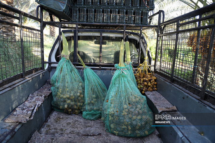 خرمای غزاویه؛ طلای شیرین نخلستان‌های کارون
