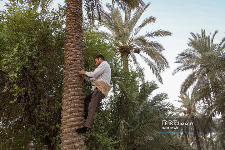 Khuzestan's Gold; Enduring Wealth of the Karun Oases