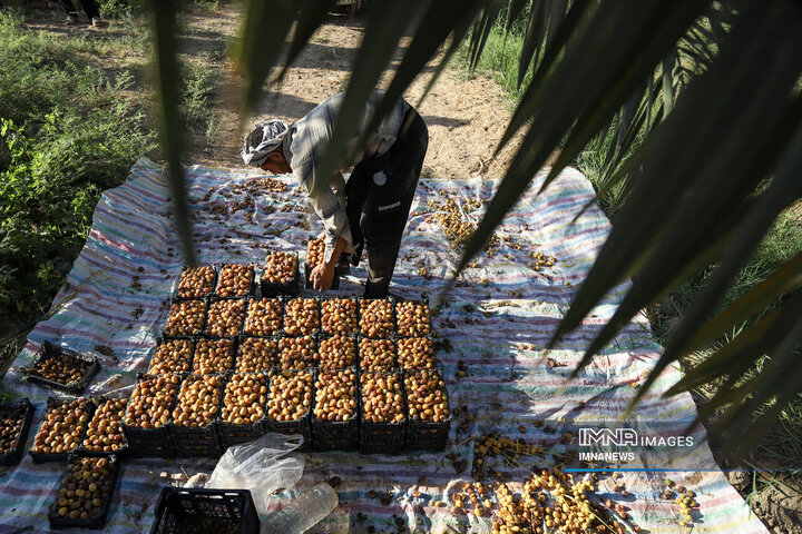 خرمای غزاویه؛ طلای شیرین نخلستان‌های کارون