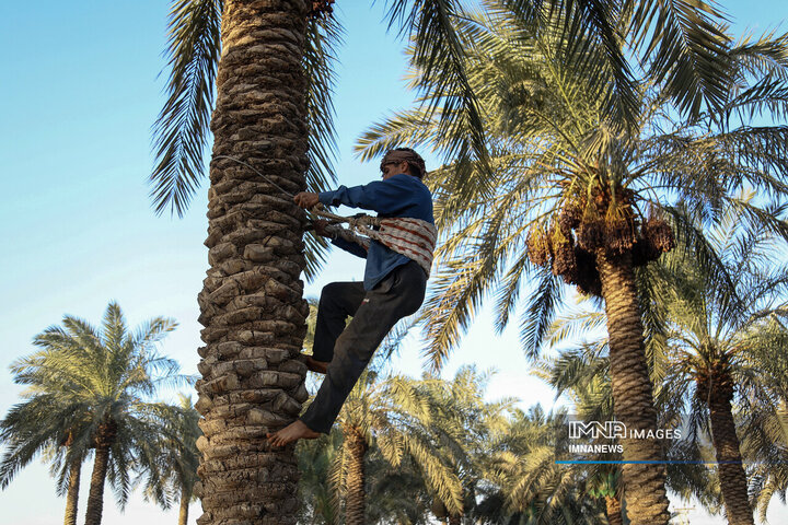 خرمای غزاویه؛ طلای شیرین نخلستان‌های کارون