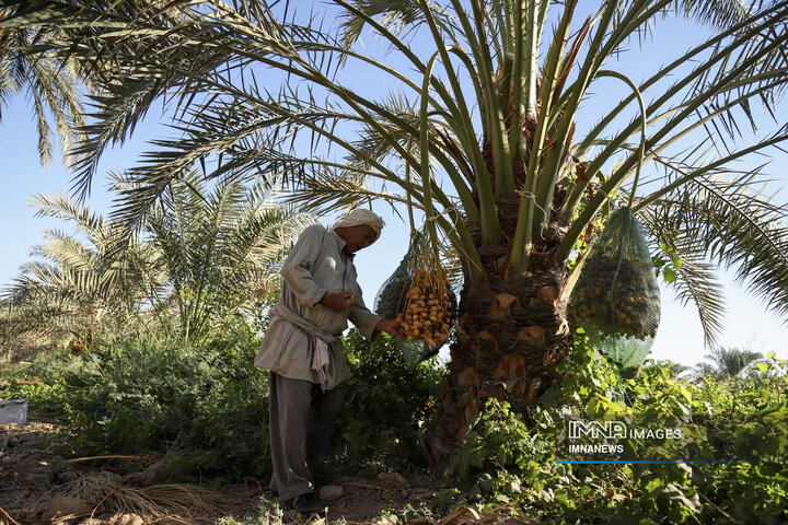خرمای غزاویه؛ طلای شیرین نخلستان‌های کارون