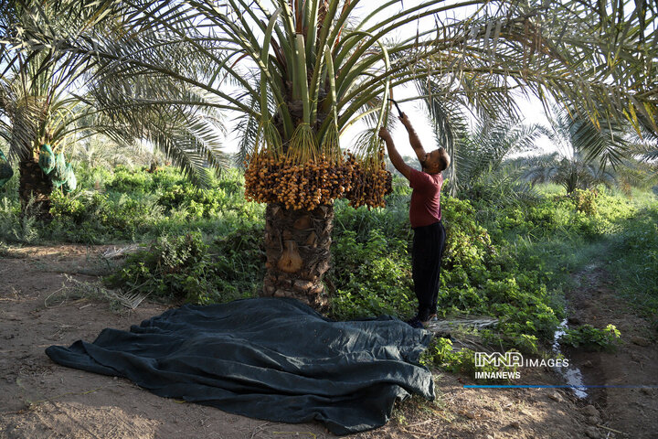 خرمای غزاویه؛ طلای شیرین نخلستان‌های کارون