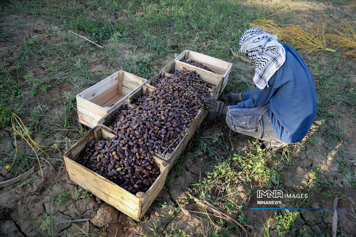 خرمای غزاویه؛ طلای شیرین نخلستان‌های کارون