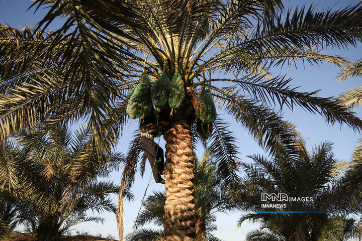 خرمای غزاویه؛ طلای شیرین نخلستان‌های کارون