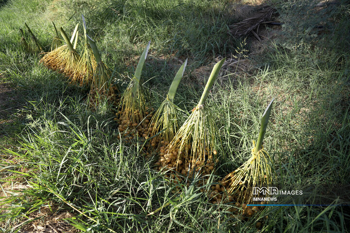 خرمای غزاویه؛ طلای شیرین نخلستان‌های کارون