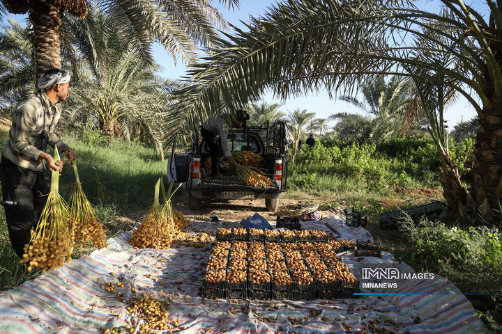 خرمای غزاویه؛ طلای شیرین نخلستان‌های کارون