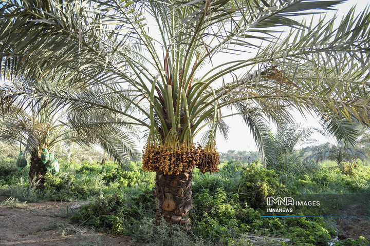 خرمای غزاویه؛ طلای شیرین نخلستان‌های کارون