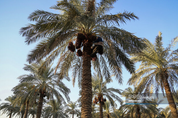 خرمای غزاویه؛ طلای شیرین نخلستان‌های کارون