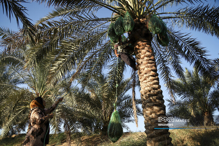 خرمای غزاویه؛ طلای شیرین نخلستان‌های کارون