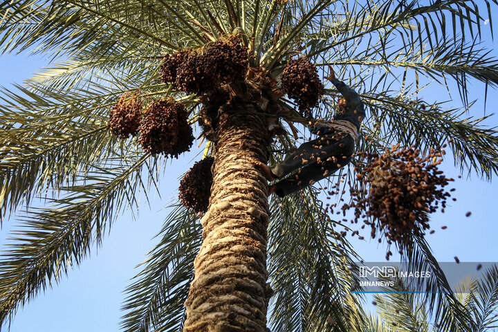 خرمای غزاویه؛ طلای شیرین نخلستان‌های کارون