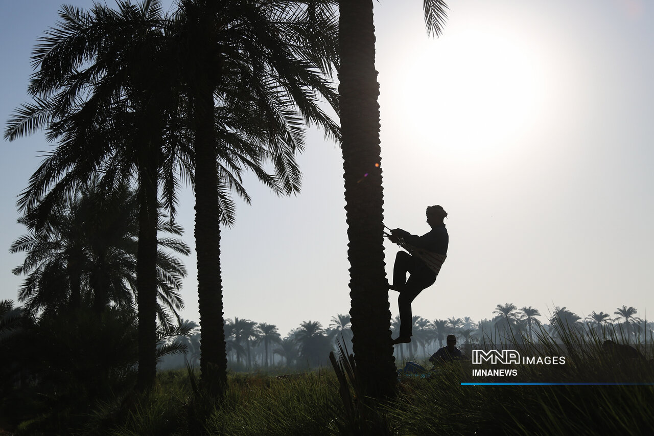 Khuzestan's Gold; Enduring Wealth of Karun Oases