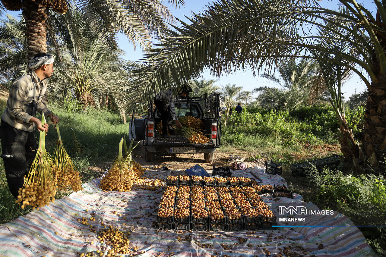 خرما طلای شیرین نخلستانها