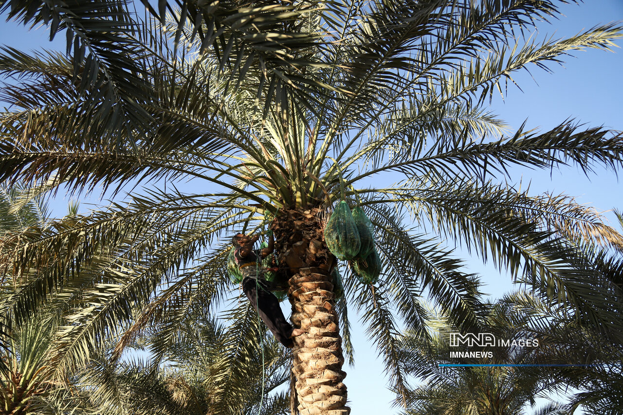 خرما طلای شیرین نخلستانها