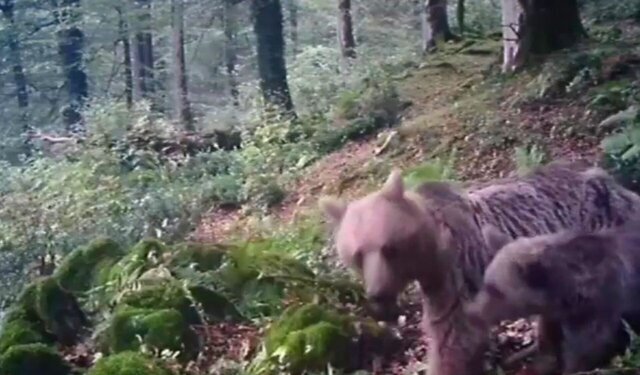 از پیشتازی ایران در کاهش گازهای لایه ازن تا ثبت نخستین تصویر دال معمولی