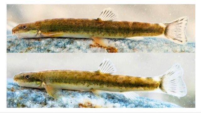 از پیشتازی ایران در کاهش گازهای لایه ازن تا ثبت نخستین تصویر دال معمولی