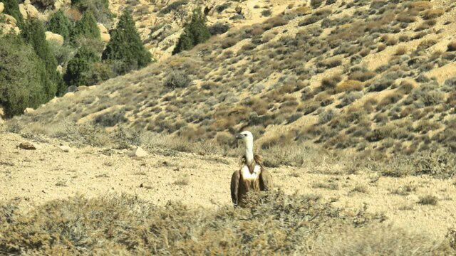 از پیشتازی ایران در کاهش گازهای لایه ازن تا ثبت نخستین تصویر دال معمولی