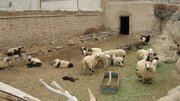 شناسایی ۴۲ کانون تب برفکی در کردستان/ تب برفکی از دام به انسان منتقل نمی‌شود
