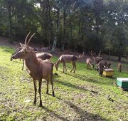 مشاهده یک رأس گوزن زرد ایرانی سه ماهه در سایت فندقلو