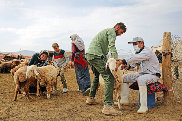 انجام ۵.۵ میلیون نوبت واکسیناسیون دام در کردستان